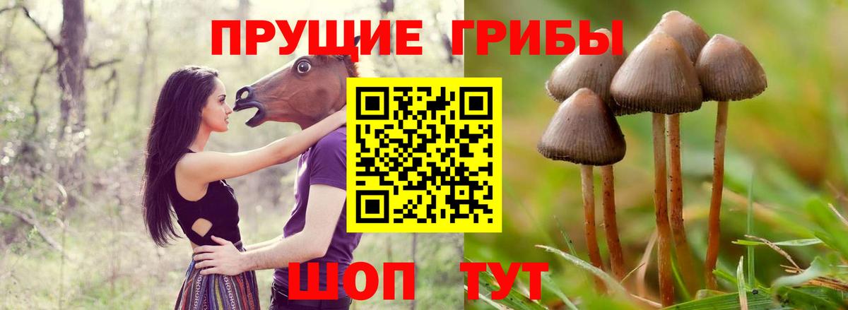 Псилоцибиновые грибы Psilocybe  Вход с VPN  Протвино  Галлюциногенные грибы GOLDEN TEACHER 